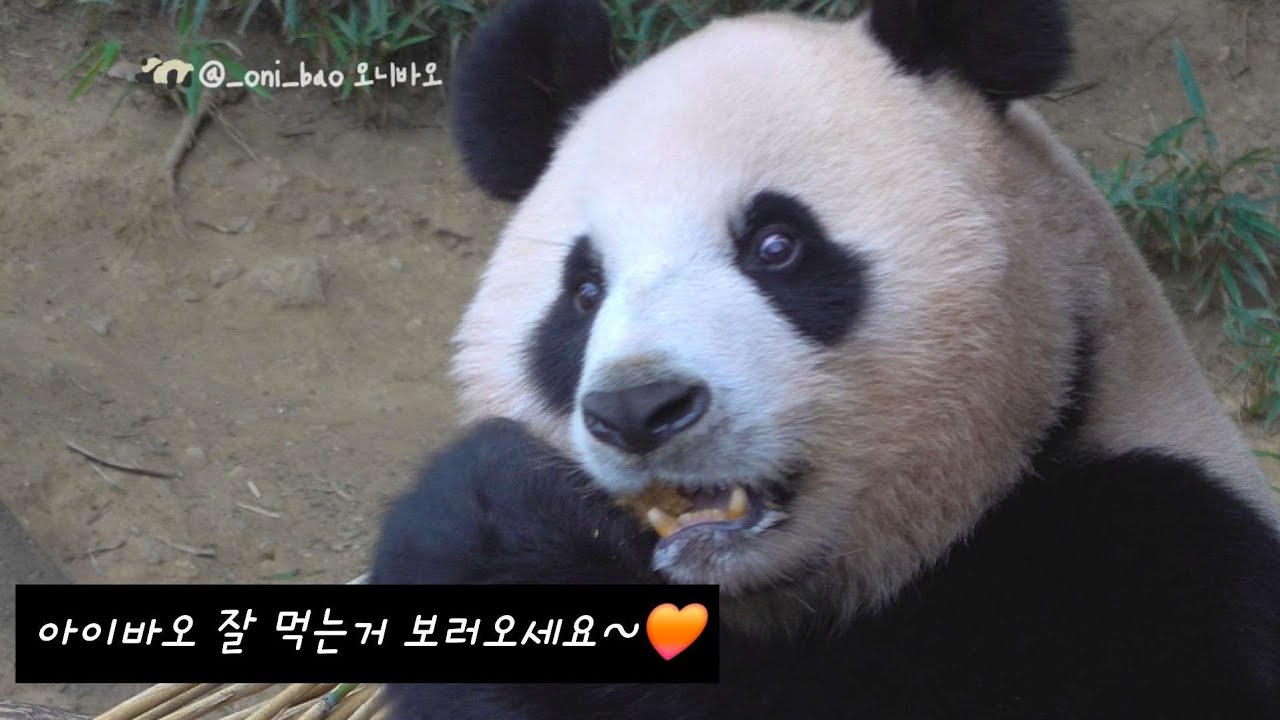 아이바오 밥 먹는거 보실라우~?
