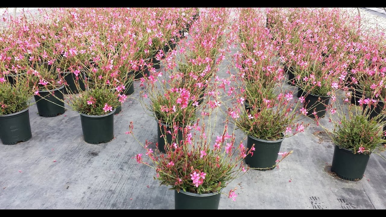 Best Perennials - Gaura 'Crimson Butterflies' (Wand Flower)