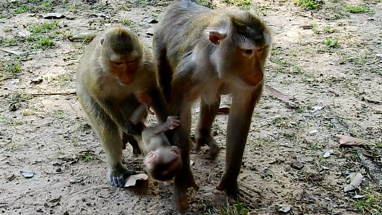 Little monkey helps mom to protect newborn baby monkey