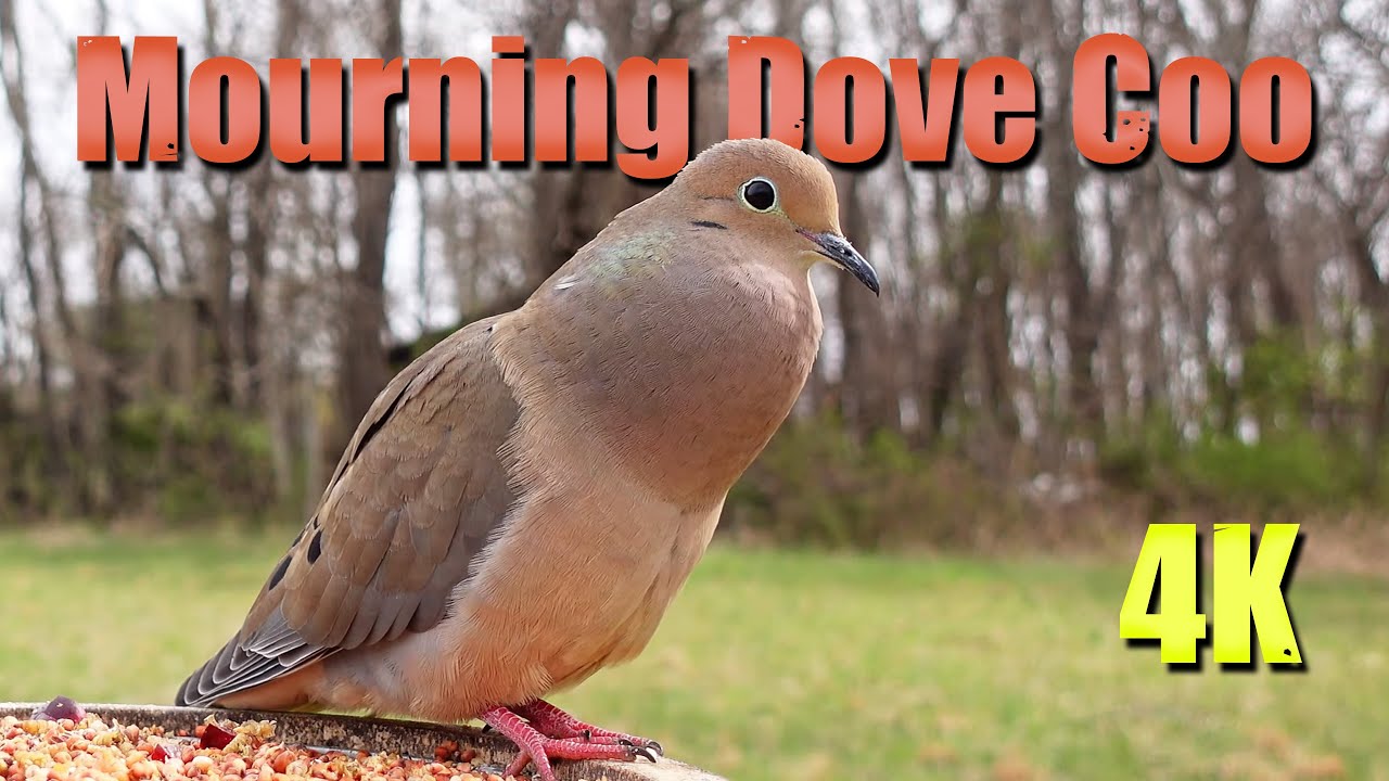 Mourning Dove Call with matching video 8 Hours #nostalgia  #birdsounds #nature #wildlife  #nostalgic