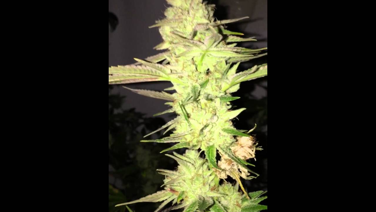 Animal Cookies - Sherbet  Bloom 1-2