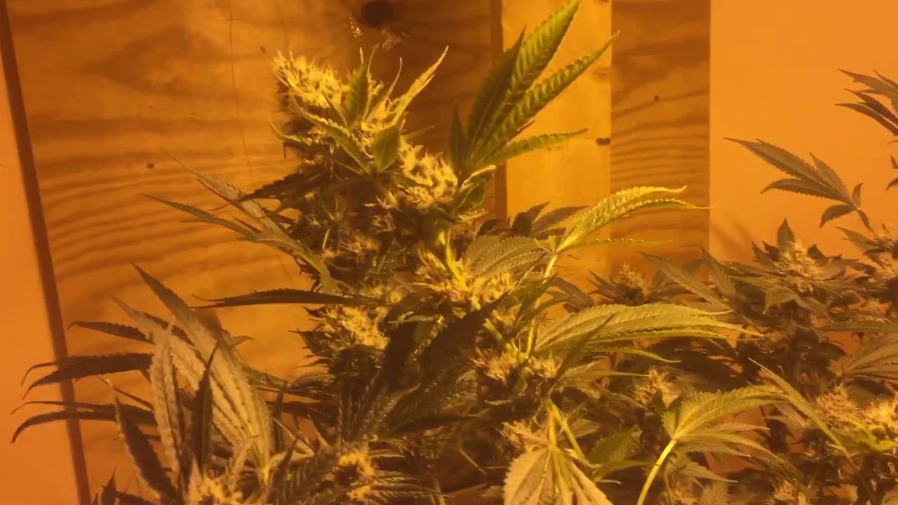 Crop king seeds purple kush day40 of flower