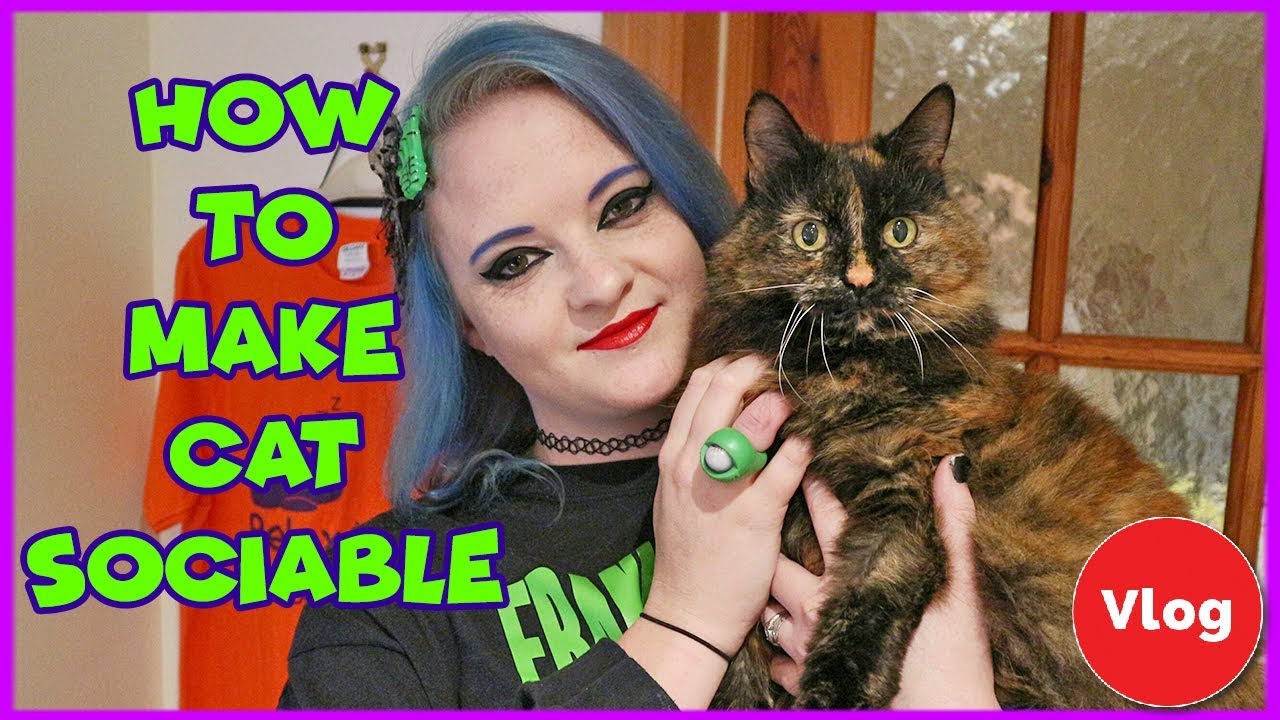 How To Make Your Timid Cat More Sociable | Timid Cat Care | Shy Cat Care Tips