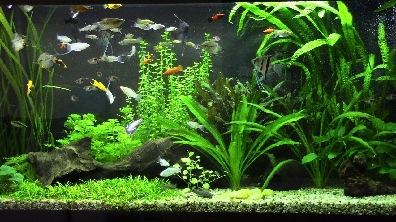 15) Glossy 120 - prezentacja głównego zbiornika 260 l.