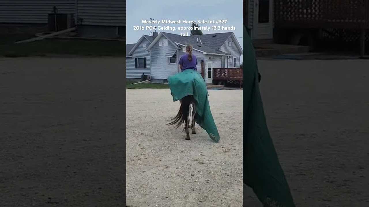 Lot #527 2016 POA gelding, approximately 13.3 hands tall #horse #poastreaming  #horse #horseworld