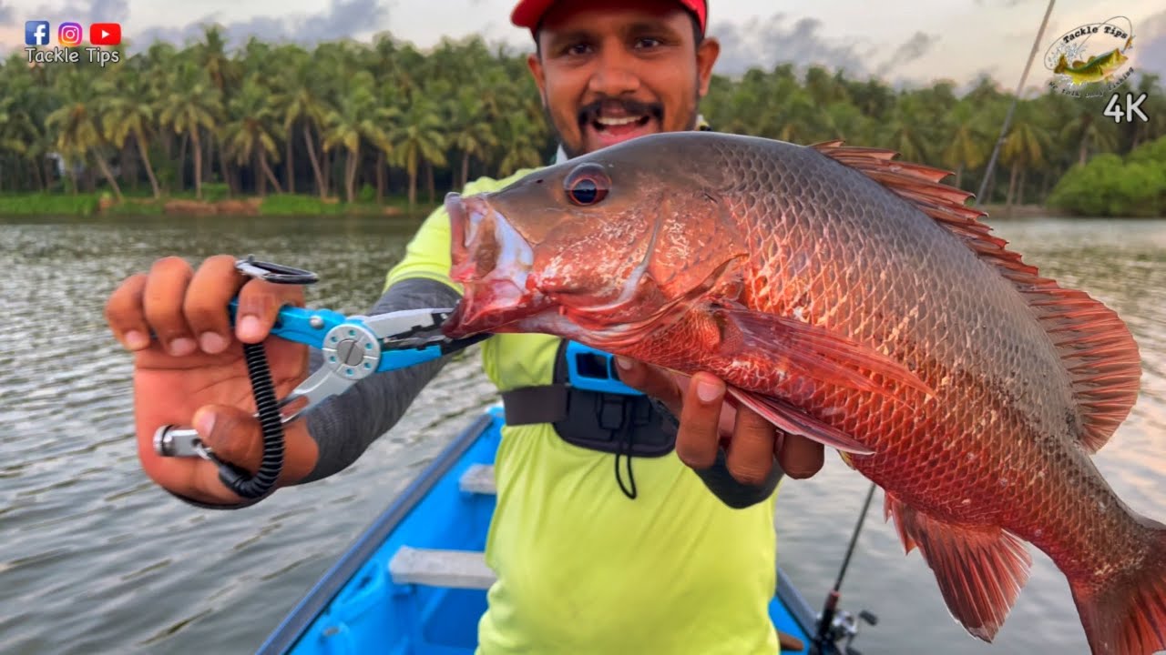 ഒരു അടിപൊളി ചെമ്പല്ലി fishing video | Mangrove Jack Fishing from Kerala
