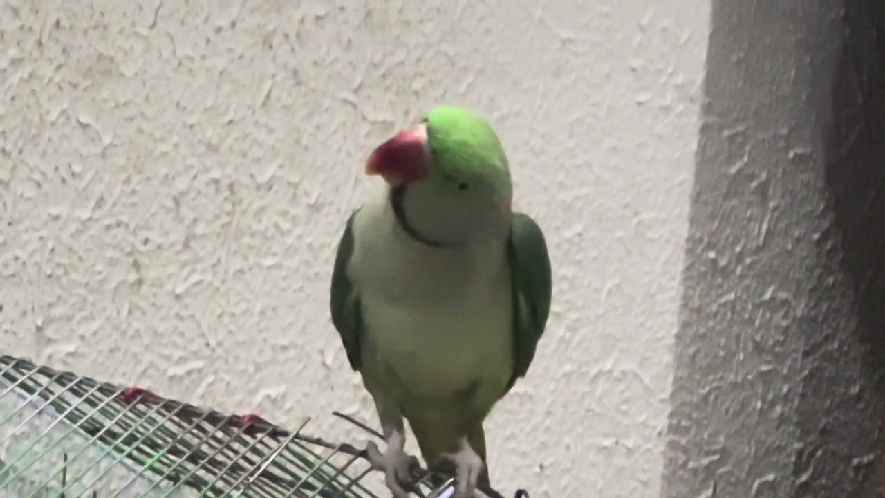 Non stop talking and repeat words🤣#talkingparot #nonstoptalkingparrot #birds 
