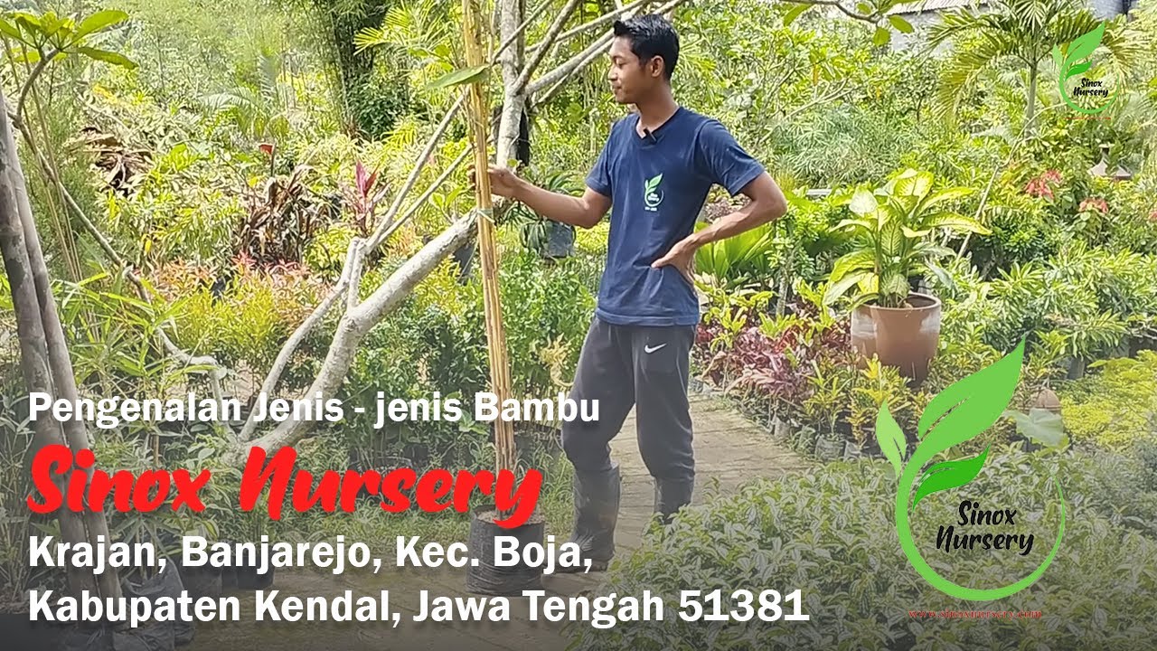 Pengenalan Jenis Jenis Bambu di Sinox Nursery Semarang