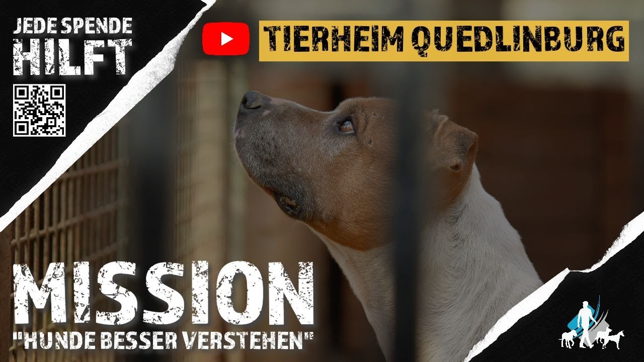 TIERHEIMHUND adoptieren! Schutzgebühr und Co. - so läuft es ab.