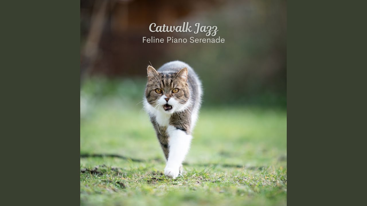 Purrfect Piano