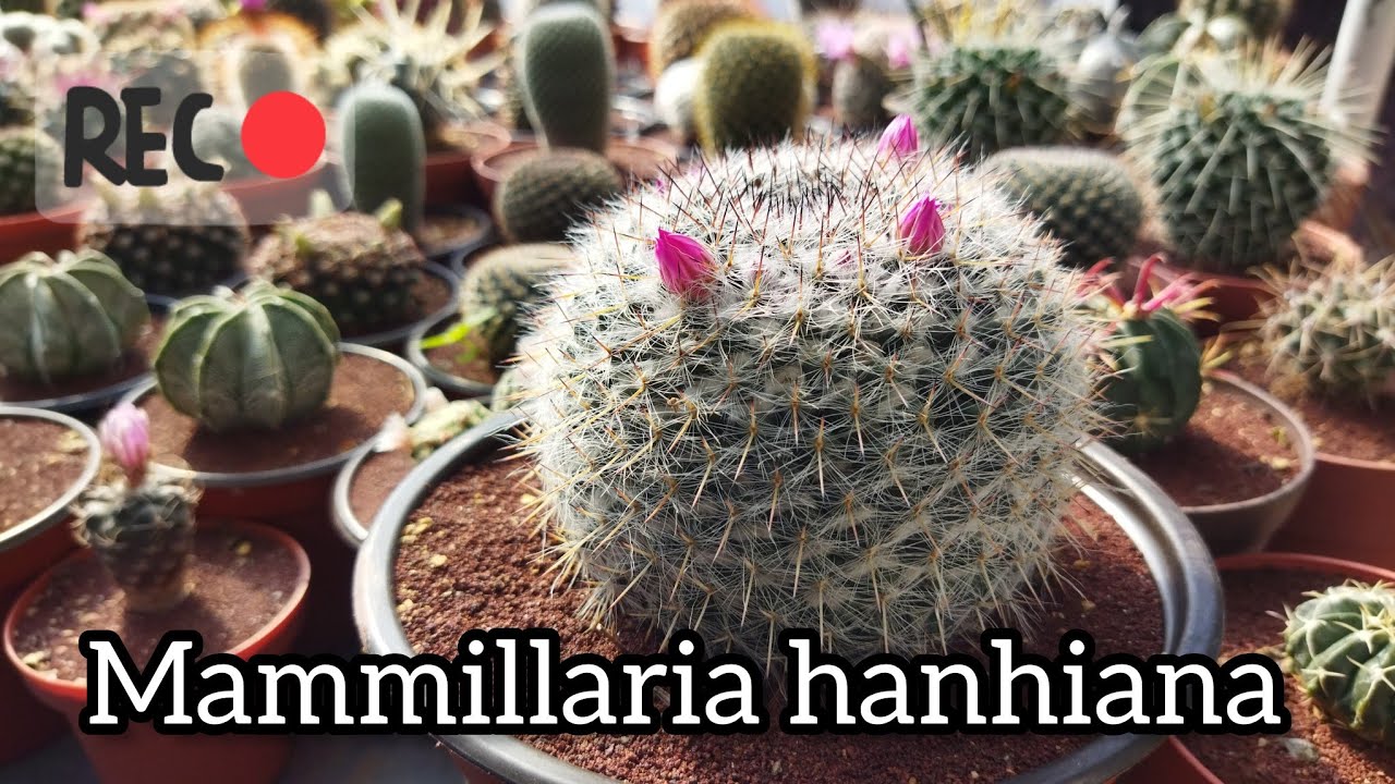 Mammillaria Hanhiana, información y cuidados.