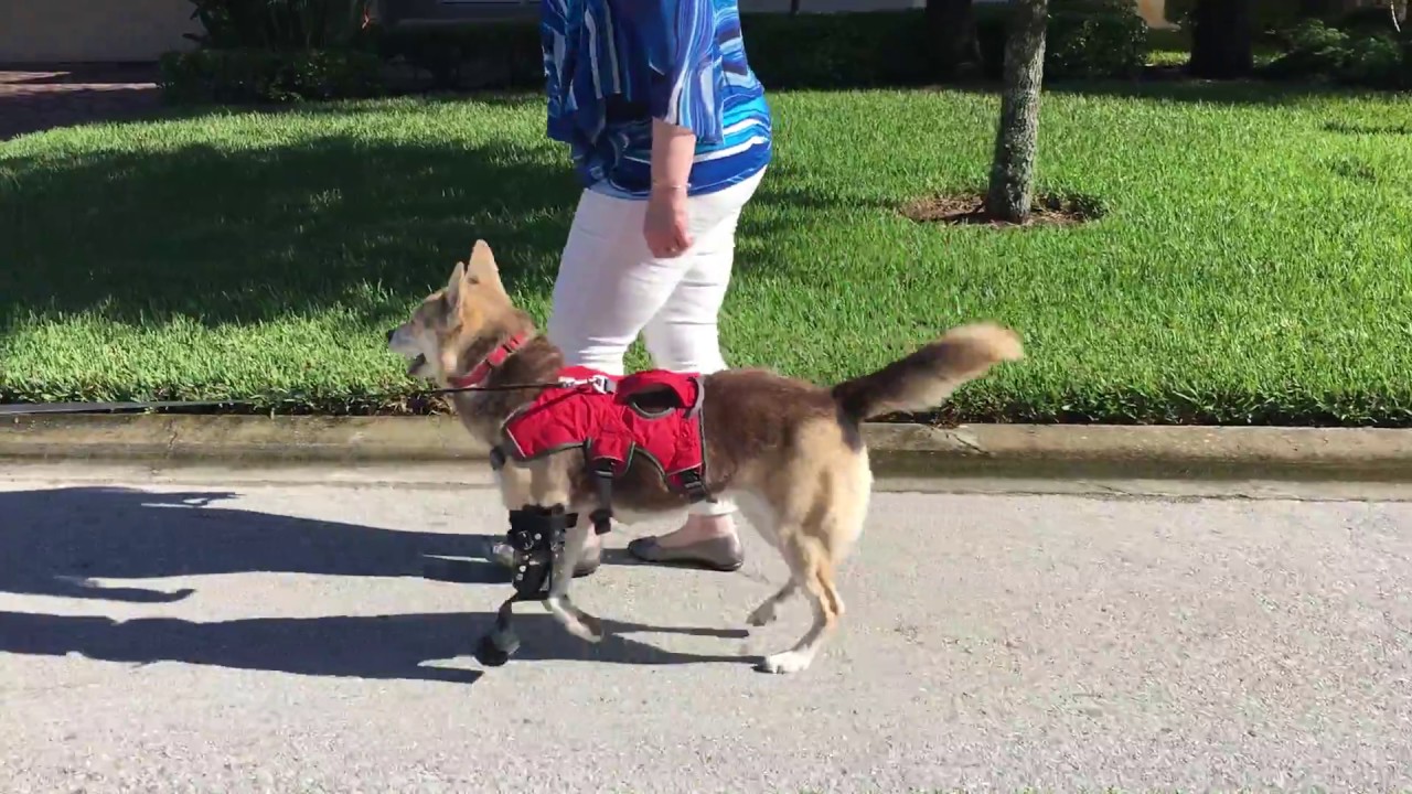 Bridget's Front Leg Prosthetic | Petsthetics