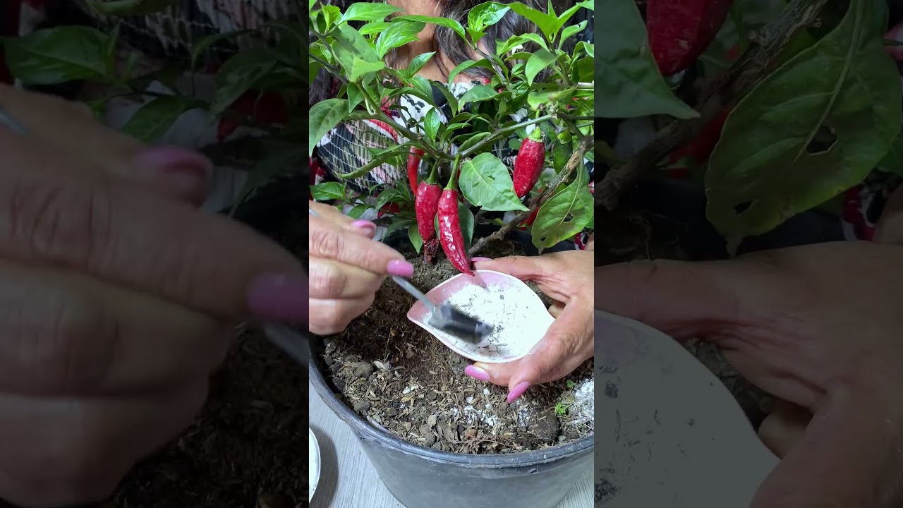 Truco Para Cultivar Chiles En Casa #chiles