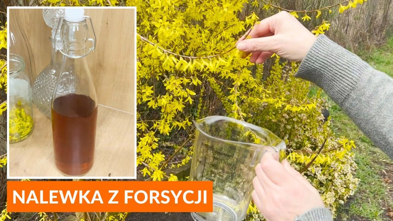 Przepis na nalewkę z forsycji. Tylko 2 składniki!