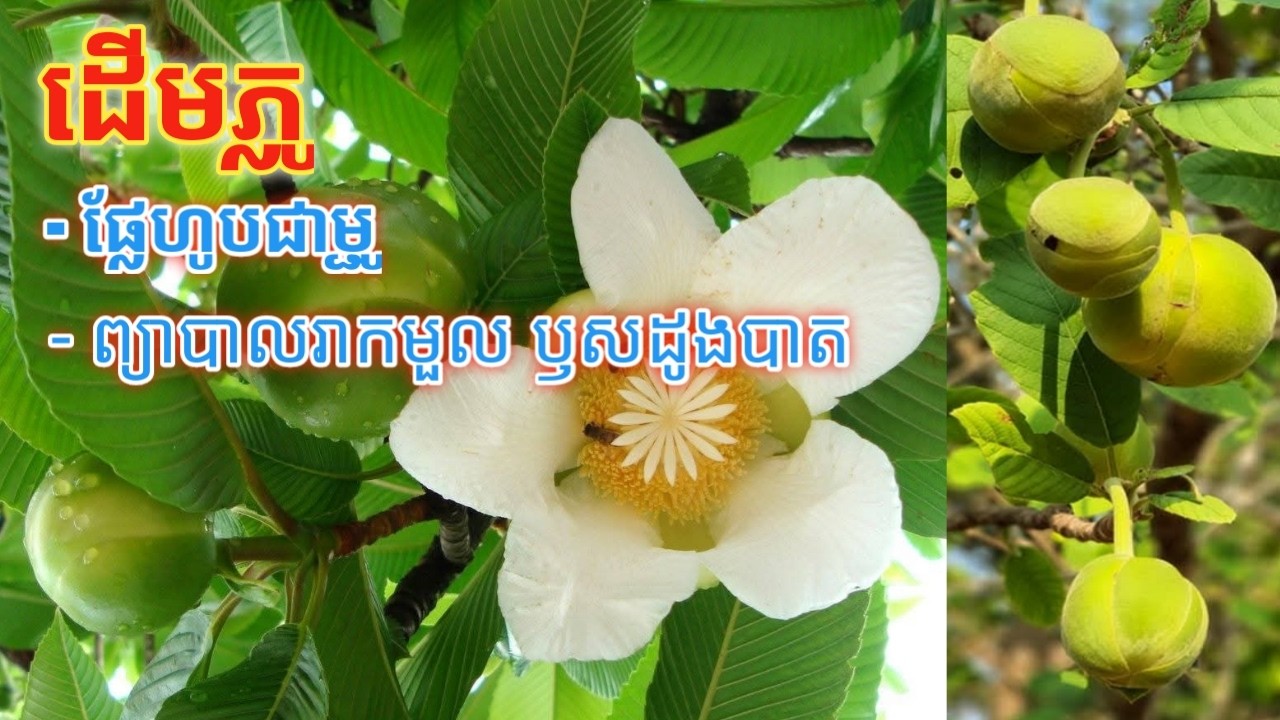 ដើមភ្លូ_ផ្លែភ្លូ l រុក្ខជាតិខ្មែរដែលមានប្រយោជន៍ និងកម្រមានអ្នកស្គាល់