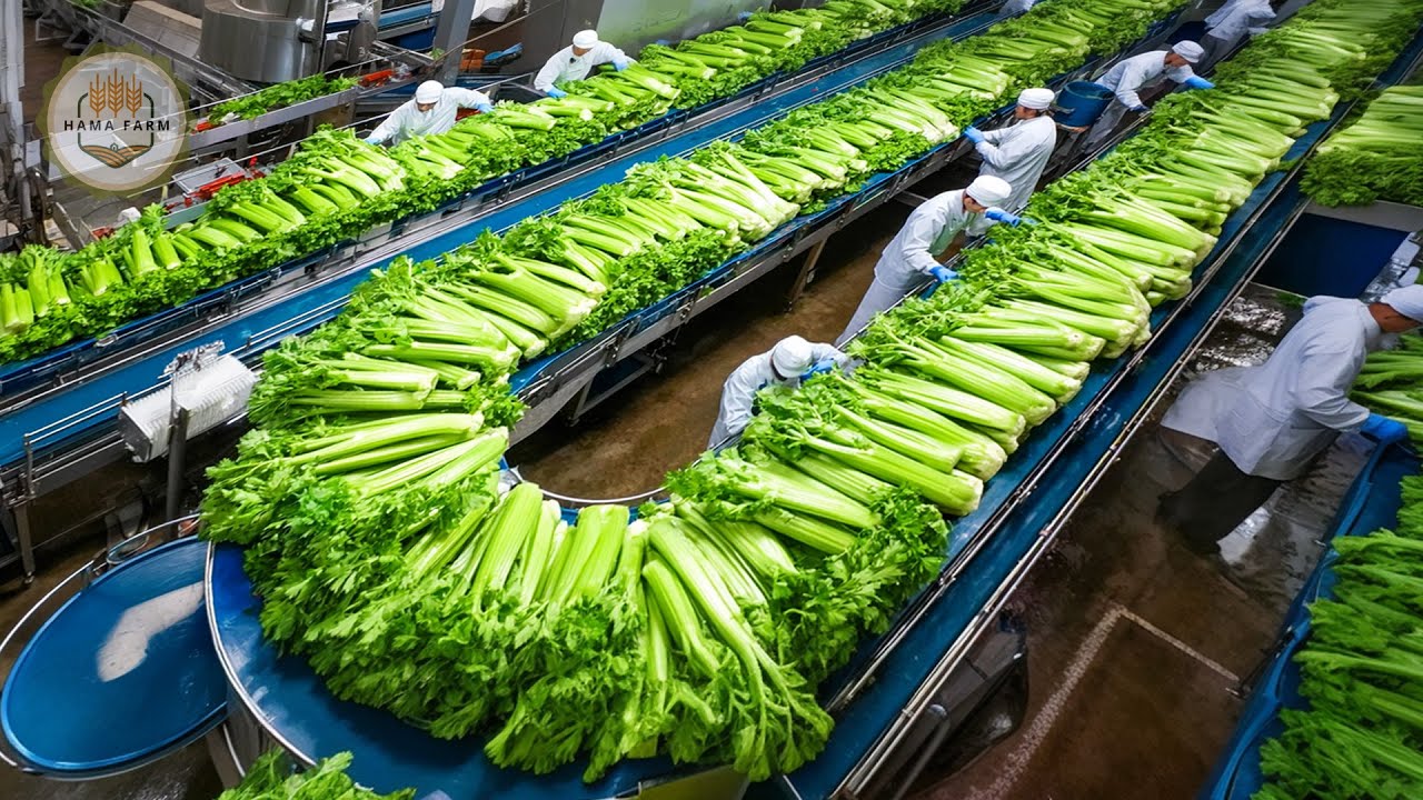 How to Process 1.6 Billion Pounds Of Celery Are Harvested and Processed In A Factory
