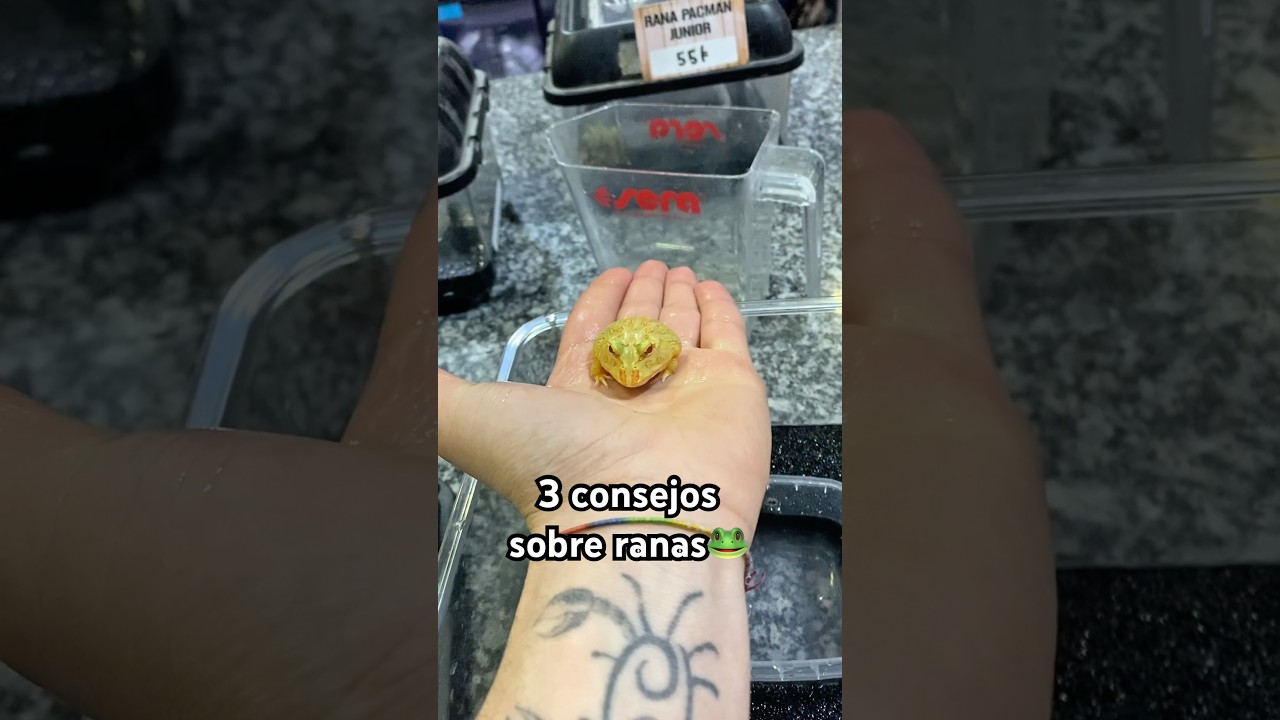 Tres consejos sobre las ranas pacman🐸 #pets #mascotas #animales #reptiles #rana #sabiasque #peces