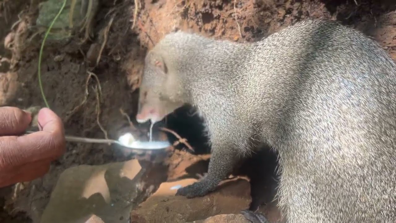 Mongoose eat  fresh milk🥛& bread 🍞  #viral #mongoose #mongooseeat #mongoosediary