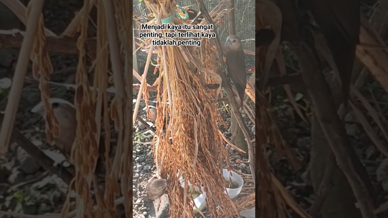 PAKAN SPESIAL UNTUK BURUNG EMPRIT KAJI DI AVIARY MINI