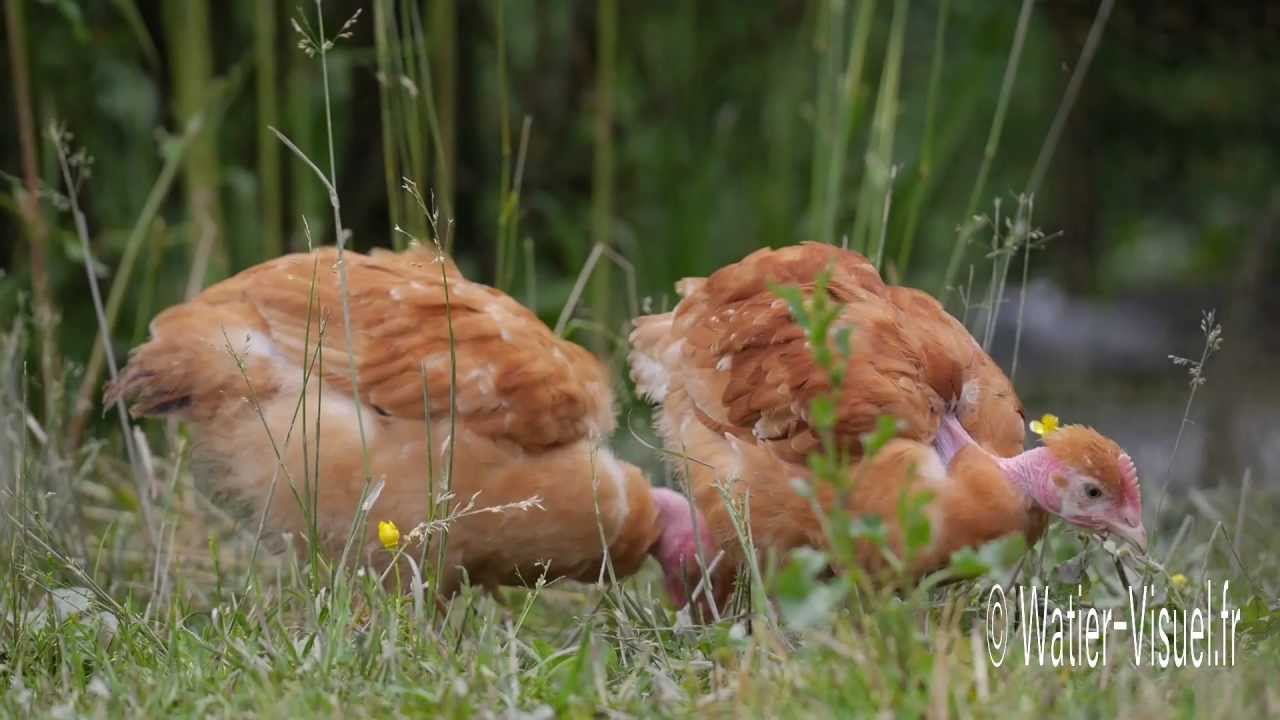 Poulets cou nu en  parcours plein air dans un &eacute;levage label rouge