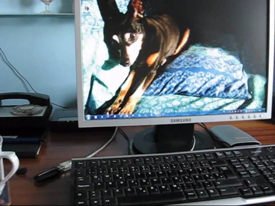 Misko - Loricus - Lori