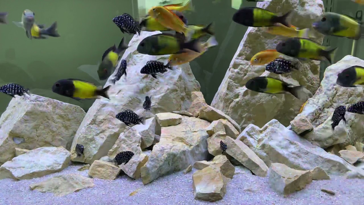 Tropheus sp. Black Ikola F1, Red Bishop and Duboisi Maswa F1 fry feeding Northfin Veggie 1mm