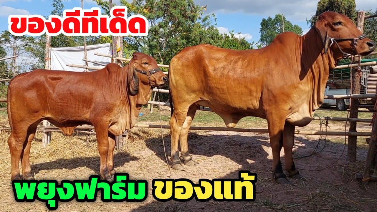 ของดีทีเด็ด‼️พยุงฟาร์มของแท้ มีแต่งามๆ ยอมใจเลย จัดโปรแล้วโปรอีก 25 ม.ค.69