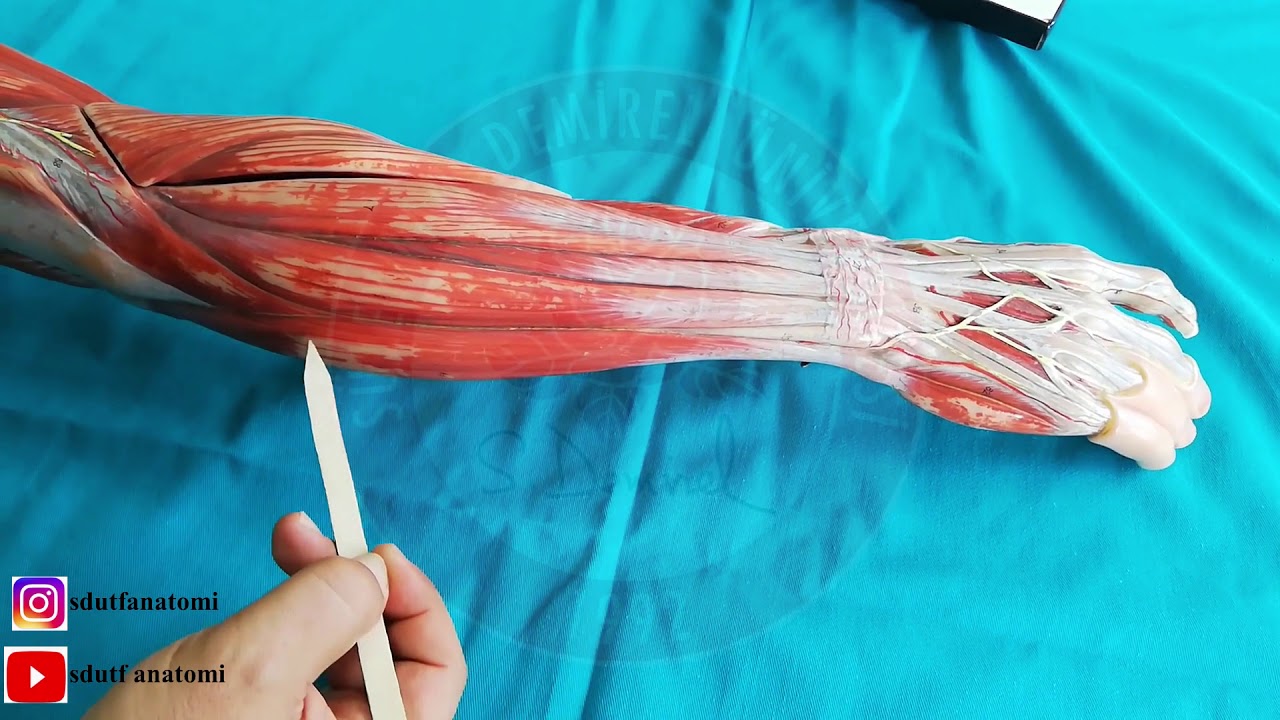 Ön Kol Arka Yüz (Extensor Grup) Kasları Laboratuvar ve Teorik Dersi