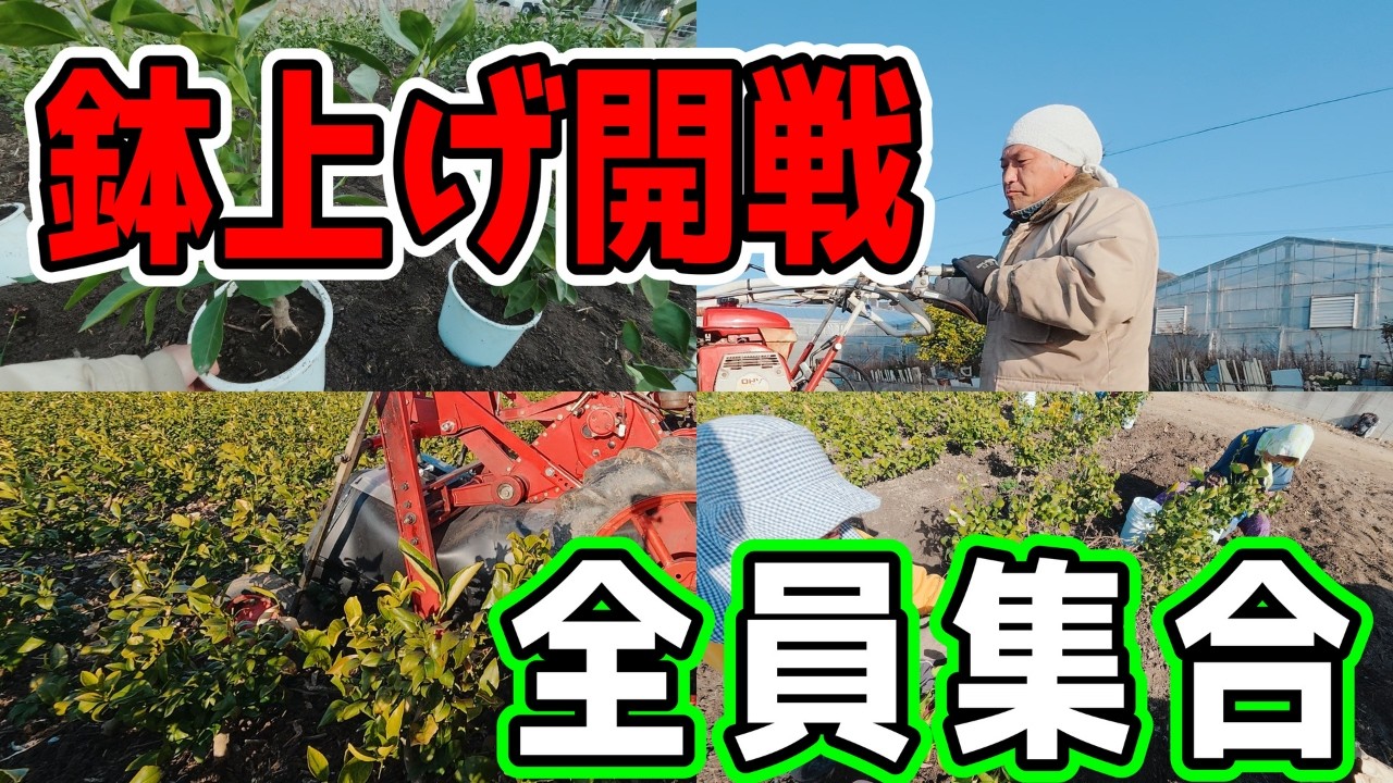 【密着】根っこ引っ越し大作戦！？鉢上げVlog Root Relocation Day!
