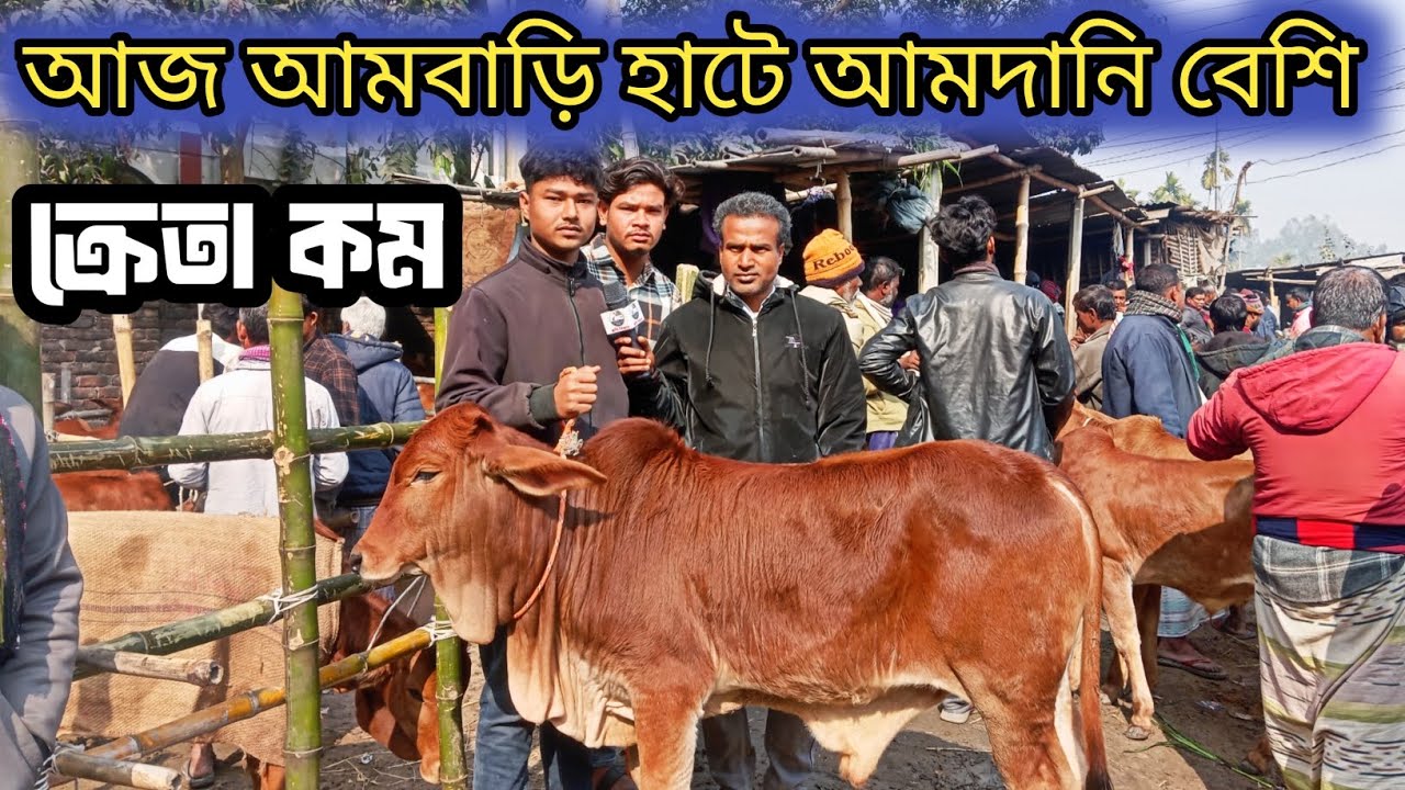 @৯/১/২৬ আজ শাহিওয়াল জাতের,চাহিদা সম্পূর্ণ ষাঁড় বাচ্চা কেমন দাম চাচ্ছে ব্যাপারীরা দেখুন!