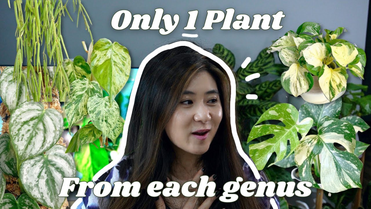 IF I COULD ONLY CHOOSE ONE PLANT FROM EACH GENUS | Monstera, Philodendron, Hoya etc