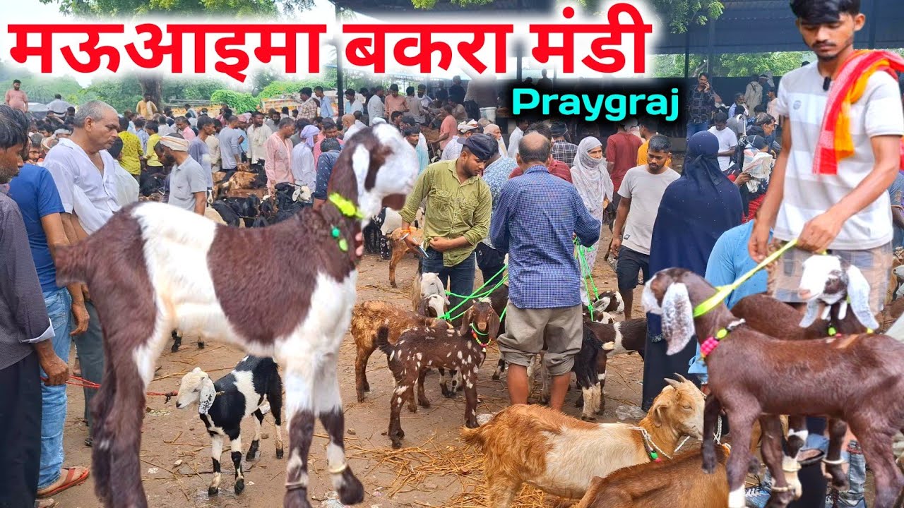मऊआइमा बकरा मंडी |Praygraj bakra mandi |Mauaima bakra mandi Praygraj UP 
