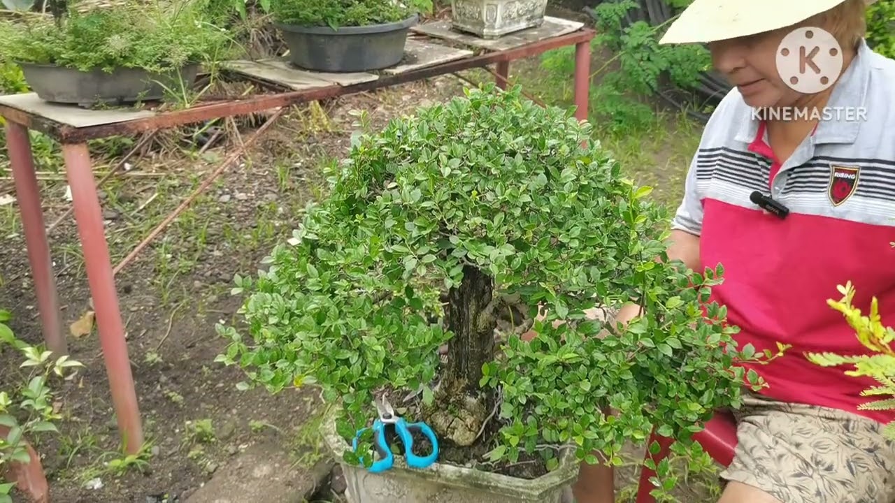Just sharing some bug ta e bonsai