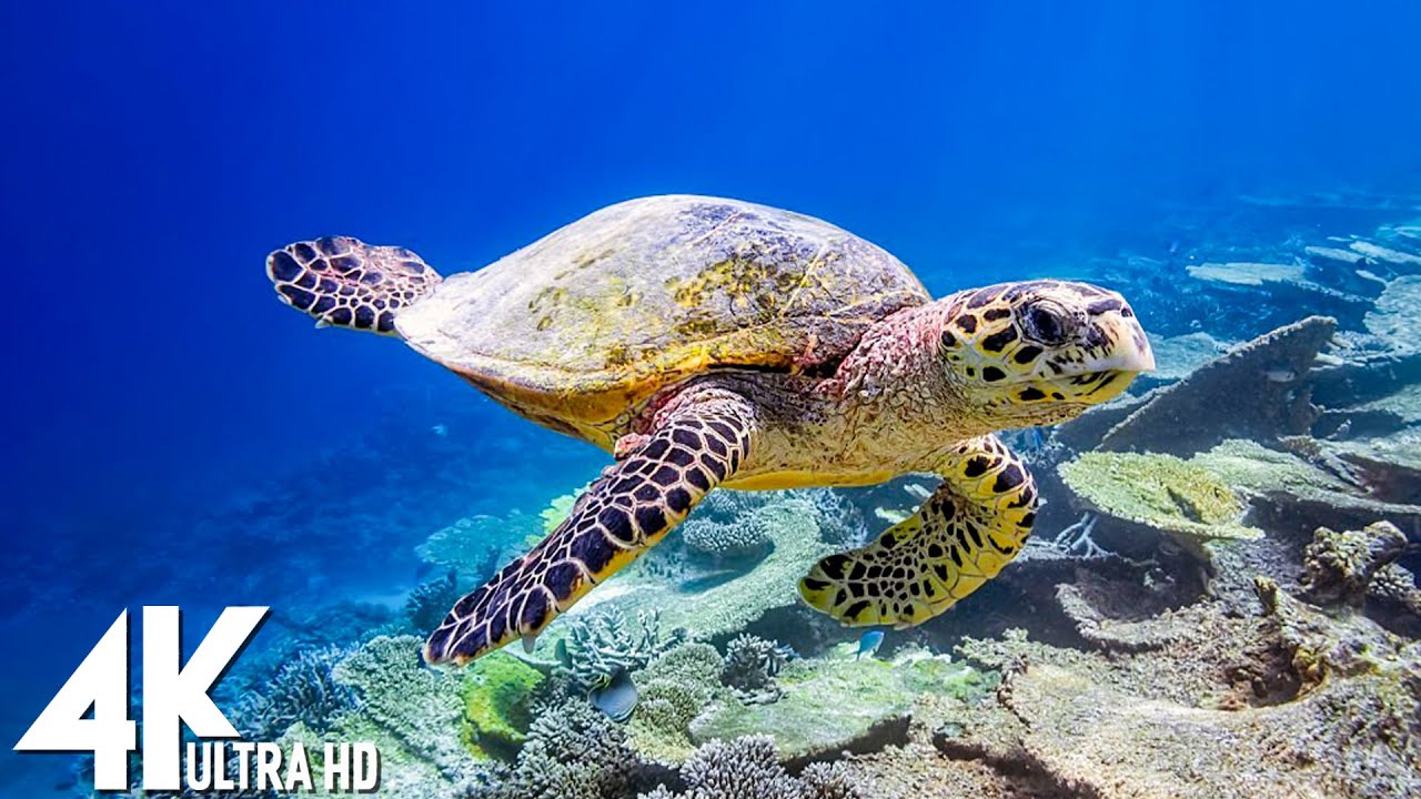 🌊 11 HOURS of 4K Underwater Wonders | Coral Reefs, Colorful Sea Life & Relaxing Ocean Music in UHD
