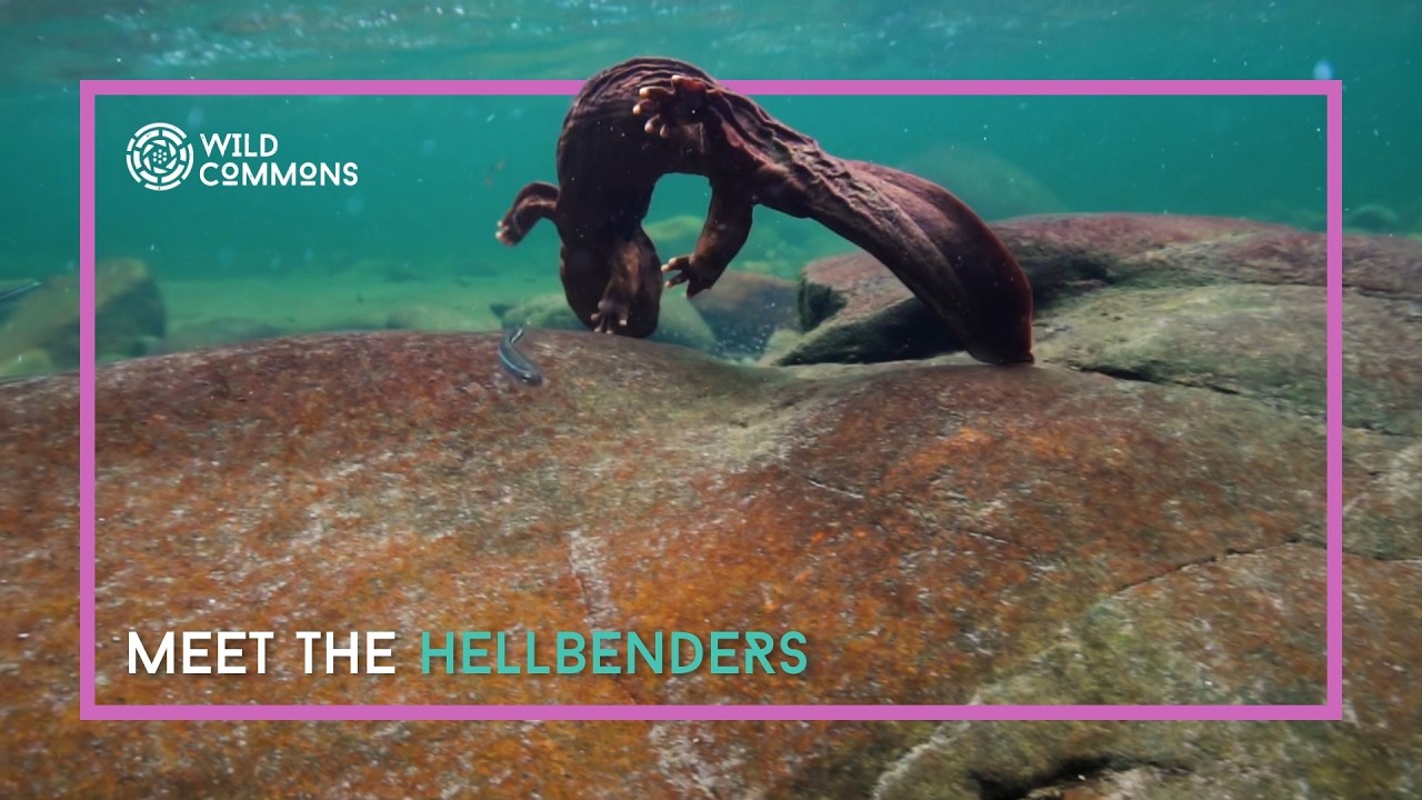 Hellbent | Wild Commons