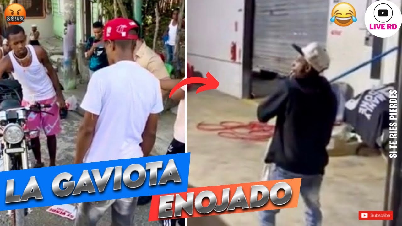 LA GAVIOTA MÁS ENOJADO QUE NUNCA 😡 NO PARARÁS DE REÍR 😂😂