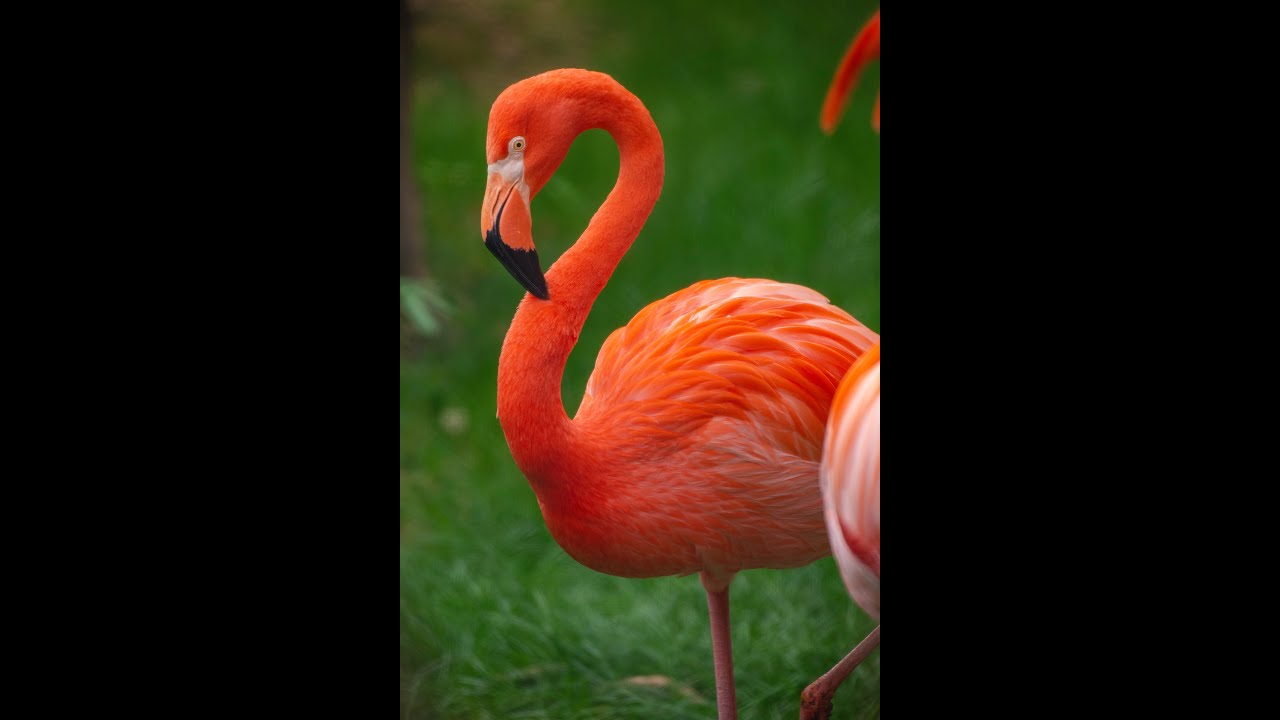 What's it like to be a flamingo?