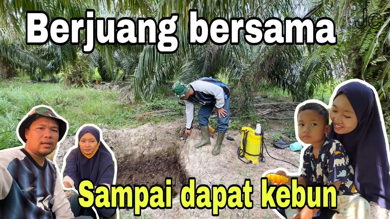 MERAWAT KEBUN SAWIT DI KOTA DUMAI⁉️ SIAPA YANG MINAT BELI KEBUN SAWIT