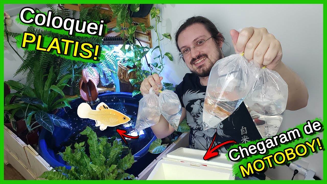 Coloquei Vários Peixes PLATI no Laguinho! - Chegaram de MOTOBOY!