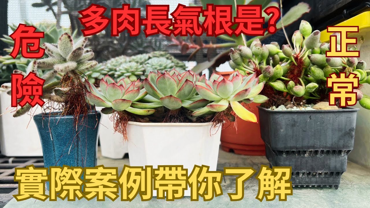 多肉長【氣根】代表根部出事了? 常見的五種原因,手把手教你如何判斷