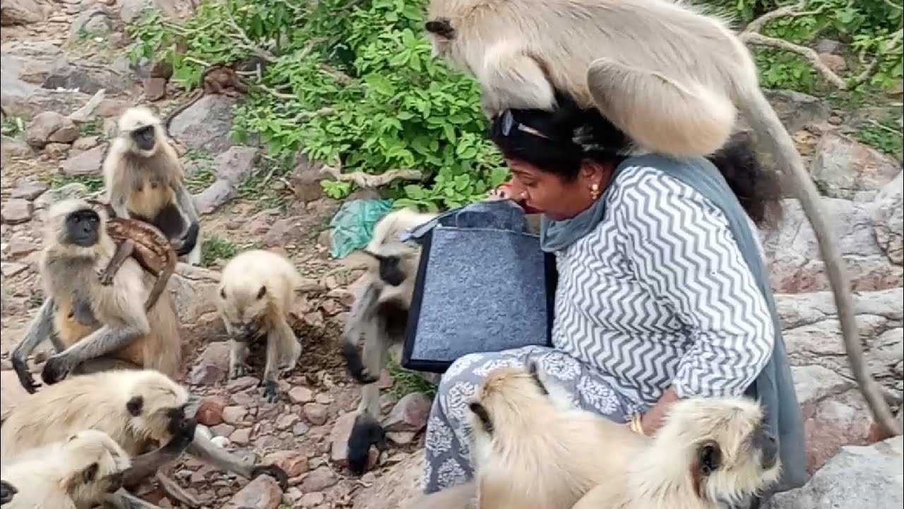 Feeding wild langur monkeys | Langur eating from hand | Baby langur feeding | Cute monkeys eating