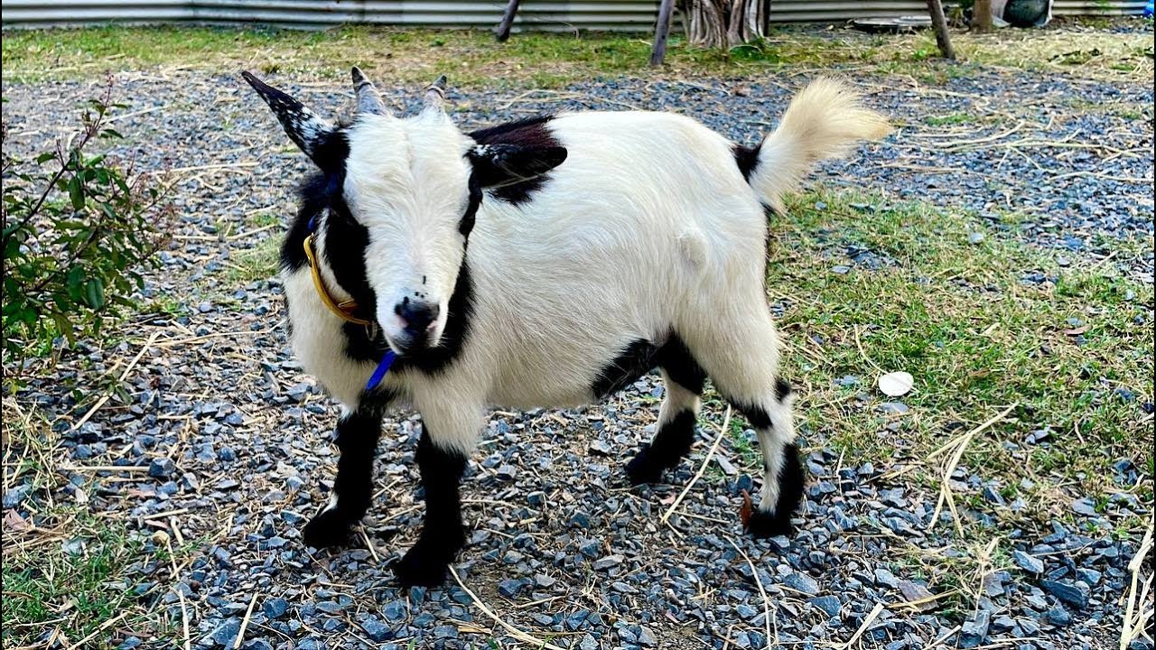 Goats eat leaves as They like to fight over. A type of deciduous tree