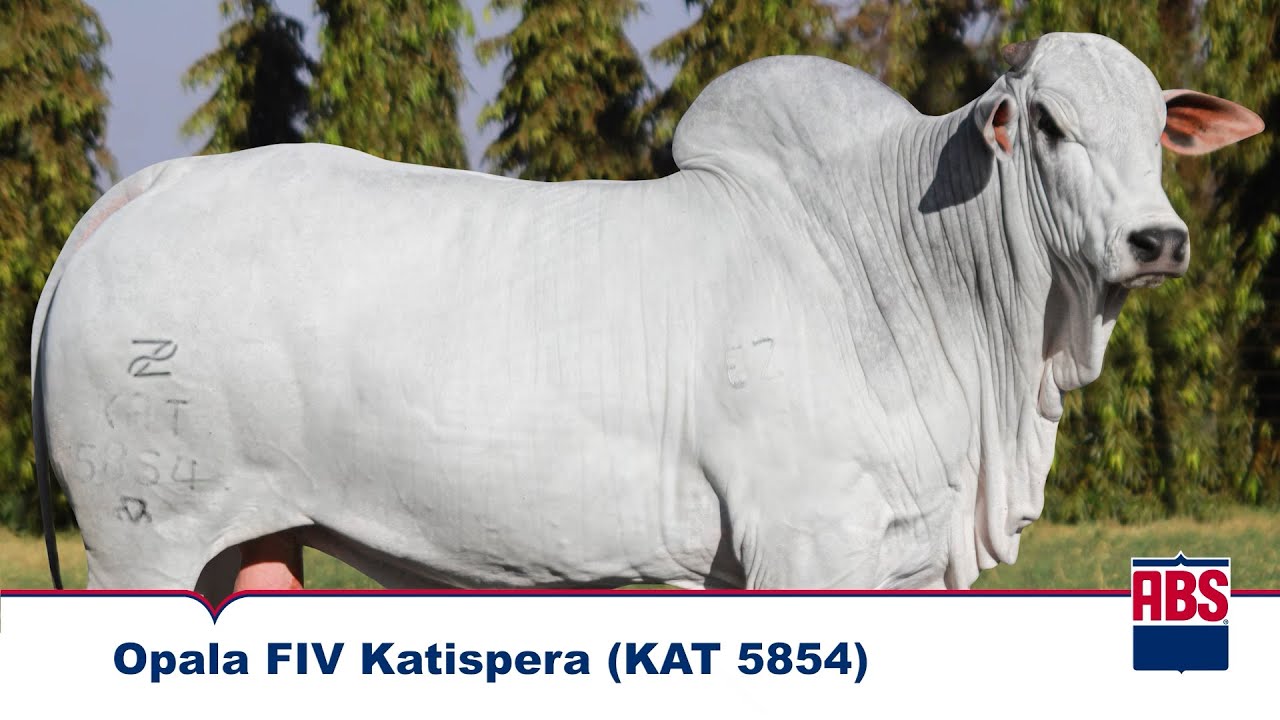 OPALA FIV KATISPERA (KAT 5854) - Touro Nelore ABS