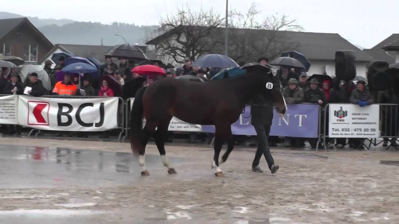 NavarinoGlovelier2016