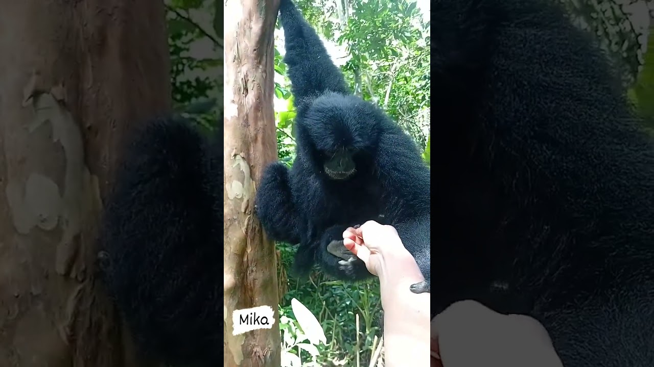 MENJINAKKAN SIAMANG #anakrimba #siamang #bukitbarisan #toba 