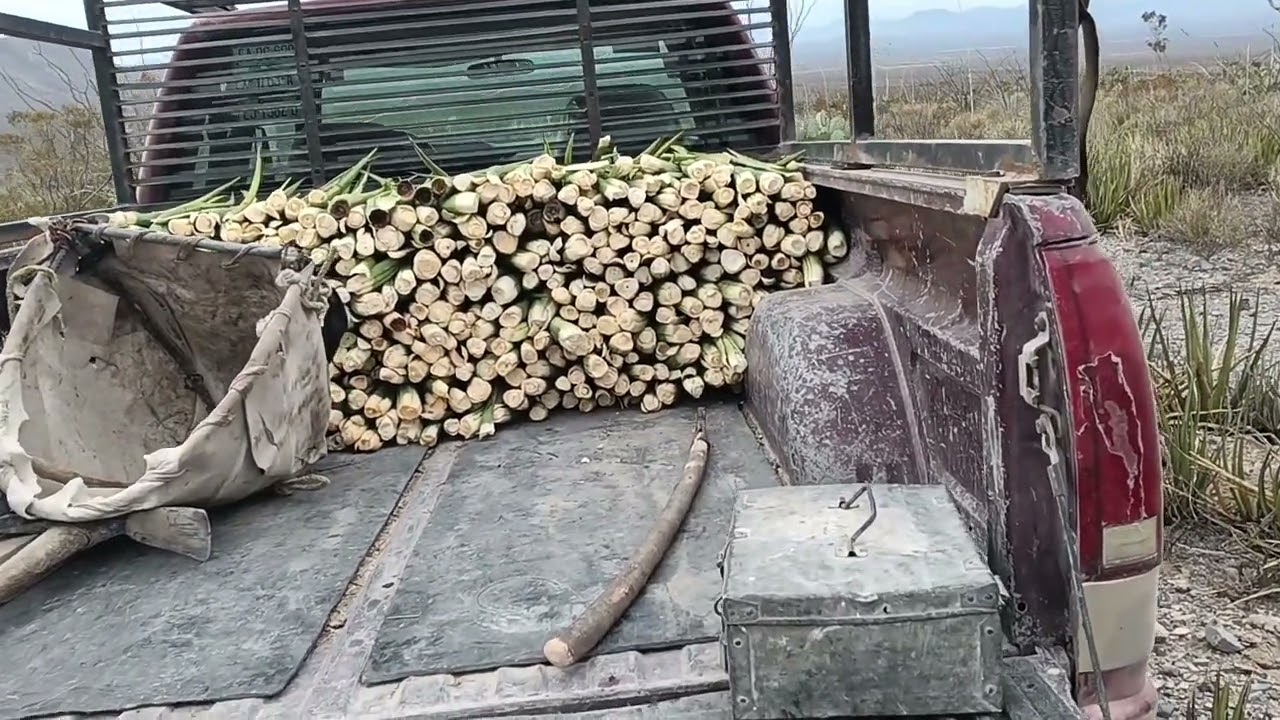 Fuimos por Lechuguilla para tallas 