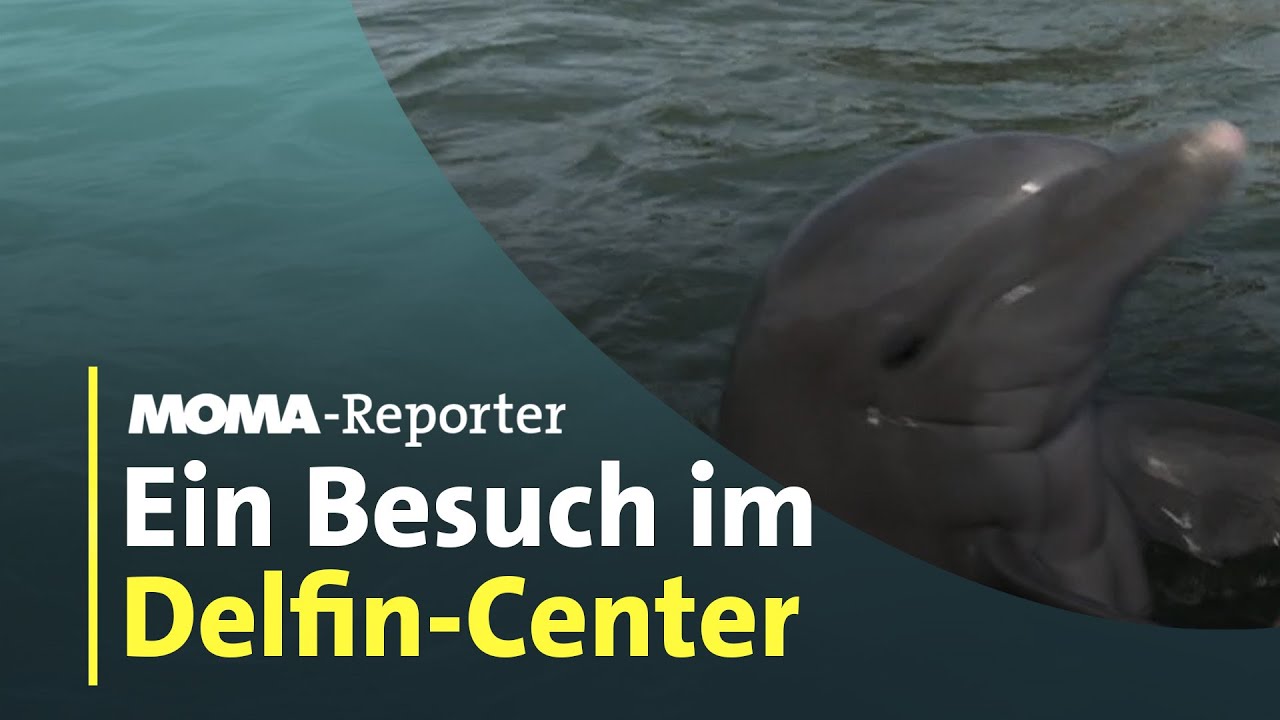 Ein Besuch im Dolphin Research Center | ARD-Morgenmagazin
