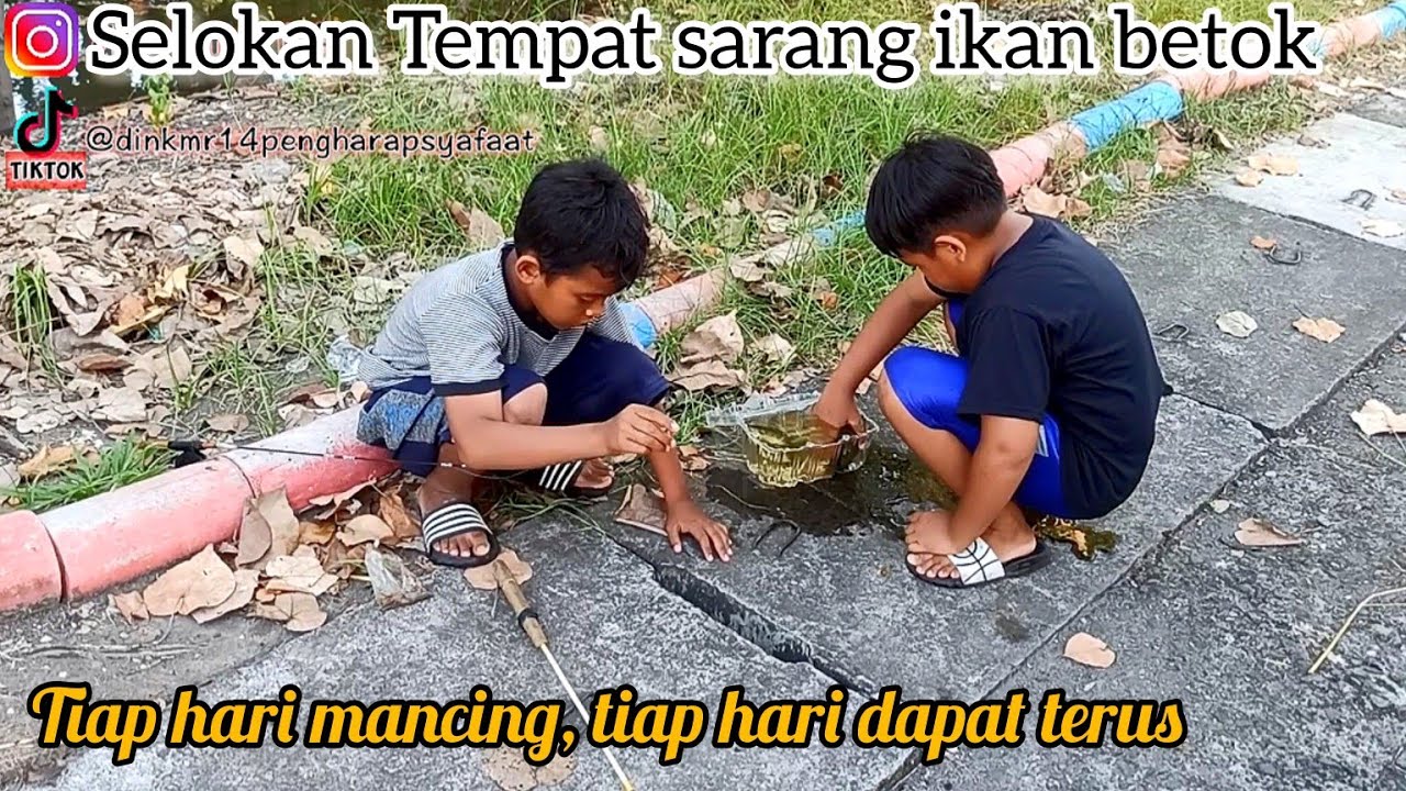 Bolang Bocah Petualang Mancing Ikan Betik Betok Papuyu Di GOT Dan Di Tambak #fishing #mancing #fish