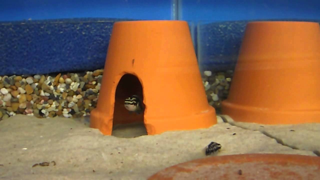 Julidochromis Transcriptus (Tanganyikan Cichlid)