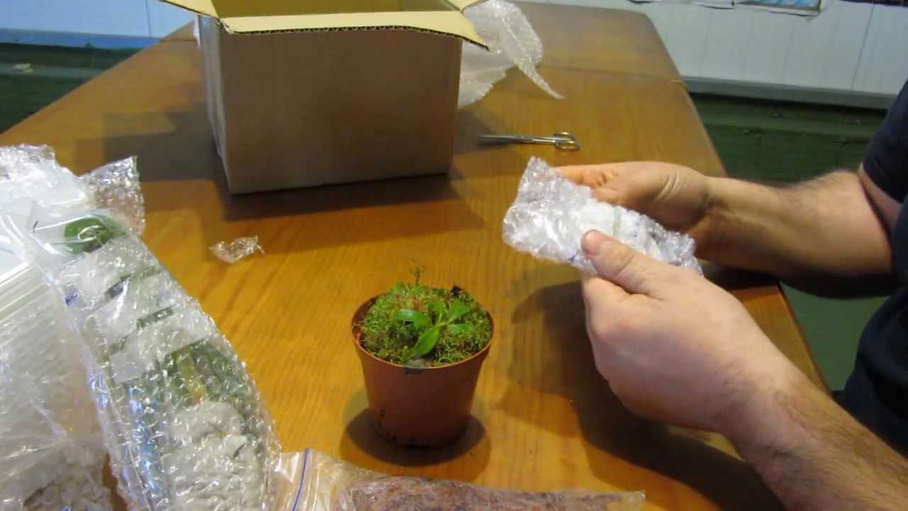 Trasplantado una Nepenthes Highland de un pedido.